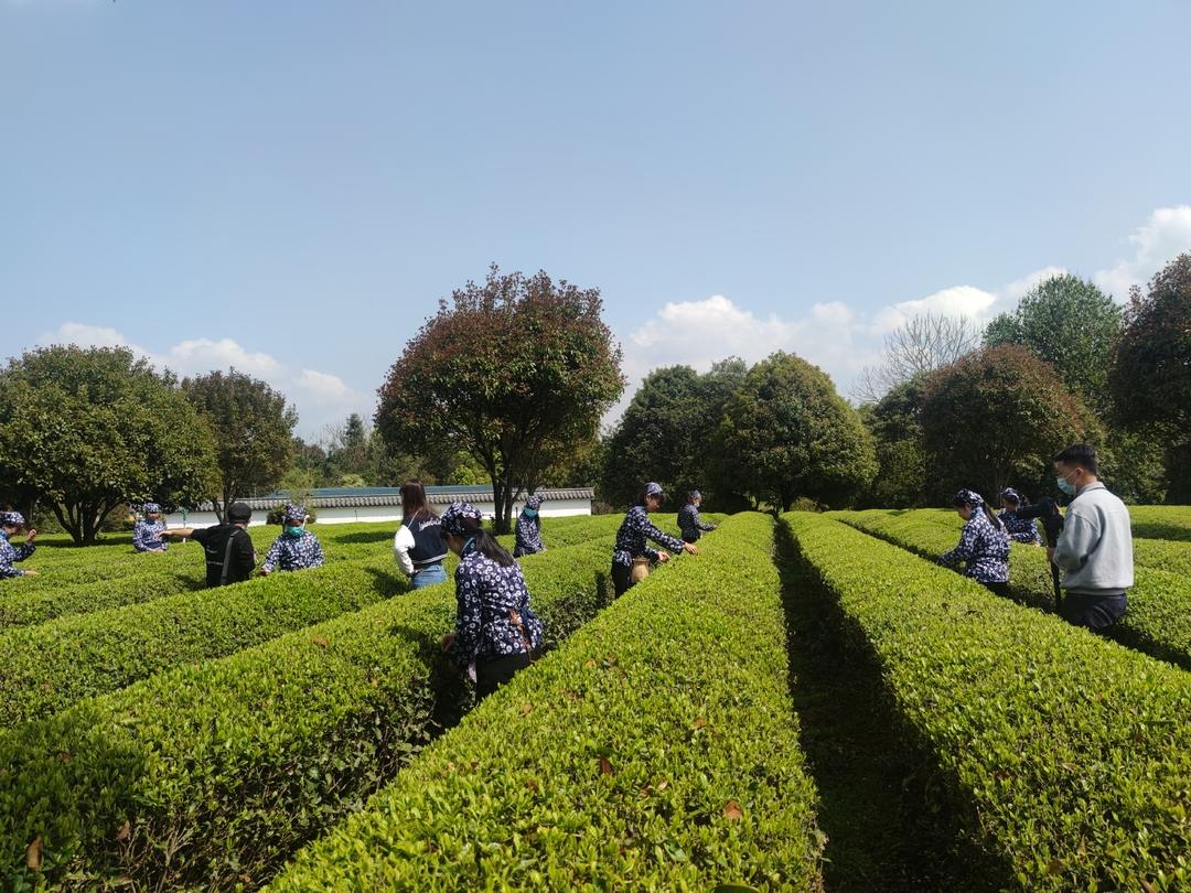【奮進新征程 建功新時代】“茶”產業加持 鄉村振興后勁足 【奮進新征程 建功新時代】“茶”產業加持 鄉村振興后勁足