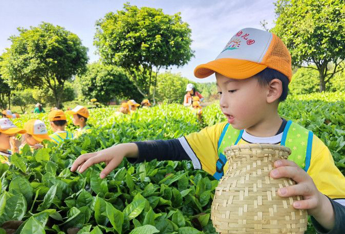 幼兒園萌娃變身“小茶農”體驗家鄉茶文化 幼兒園萌娃變身“小茶農”體驗家鄉茶文化