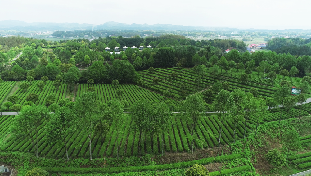 全國(guó)“三品一標(biāo)”基地，金井鎮(zhèn)茶葉基地榜上有名